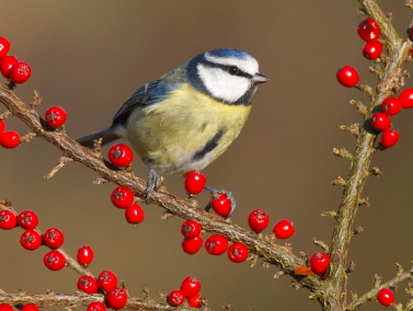 We’re joining in this weekend with the RSPB Big Garden Birdwatch