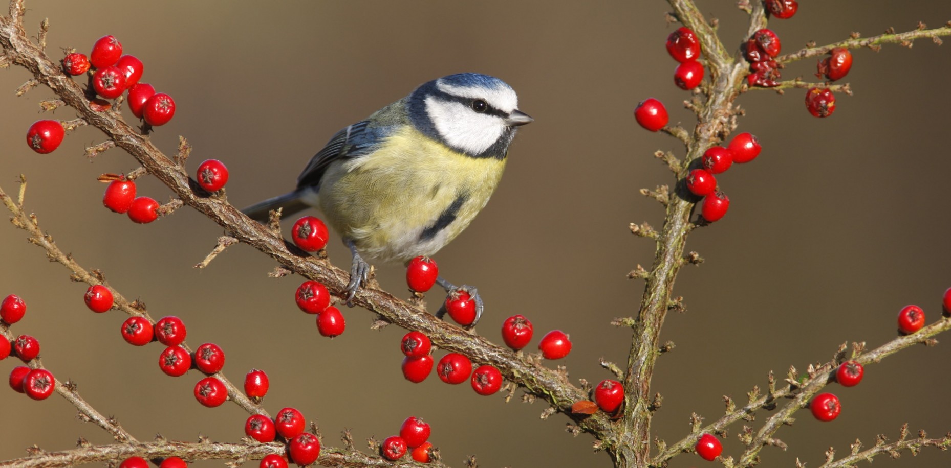 We’re joining in this weekend with the RSPB Big Garden Birdwatch