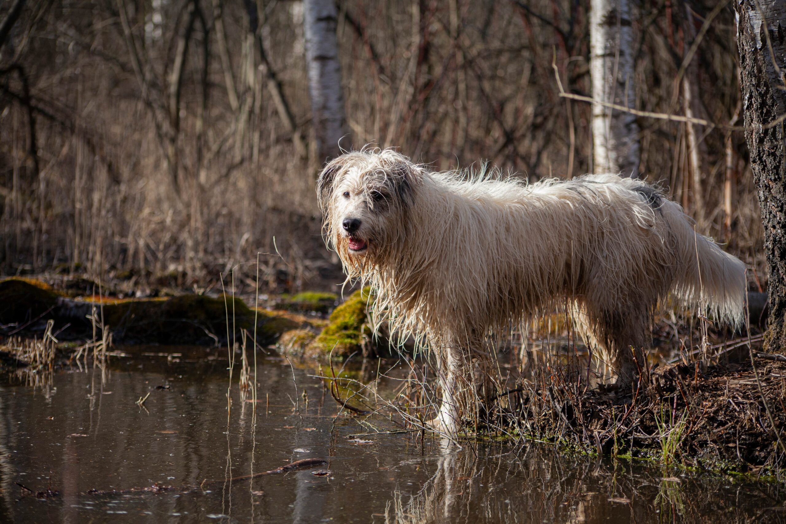 It’s Walk Your Dog Month.